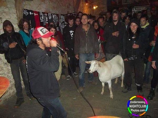 22. Night clubs are a lot better with goats!!