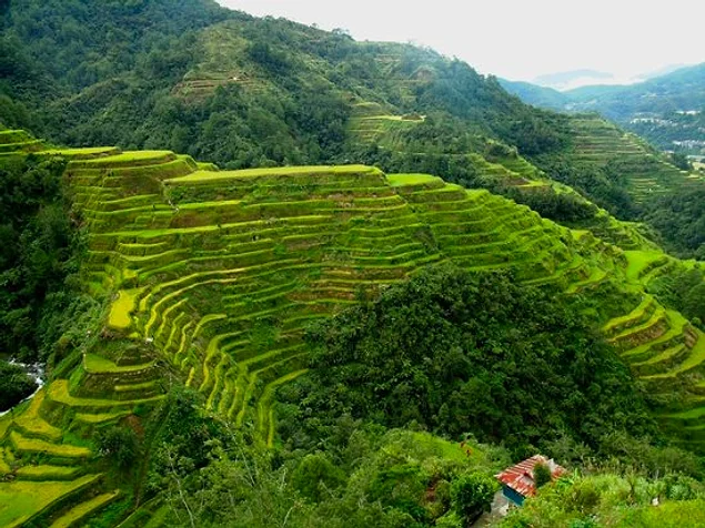 Banaue Pirinç Terasları - Filipinler