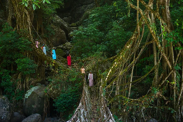 Khasi Köprüleri - Hindistan