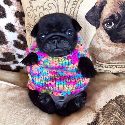 😍🐶