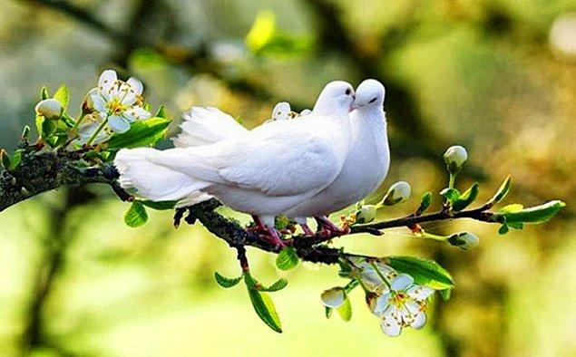 Senin aşk hayatın bir güvercin kadar beyaz!