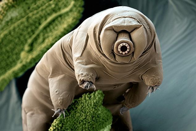 1. Japanese scientists successfully reproduced a tardigrade after being frozen for more than 30 years.