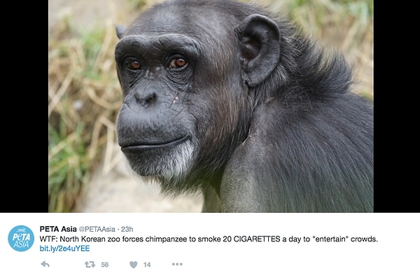 Впрочем, многие активисты не верят в эту "сказку" и утверждают, что шимпанзе специально приучили к сигаретам, чтобы привлечь клиентов.