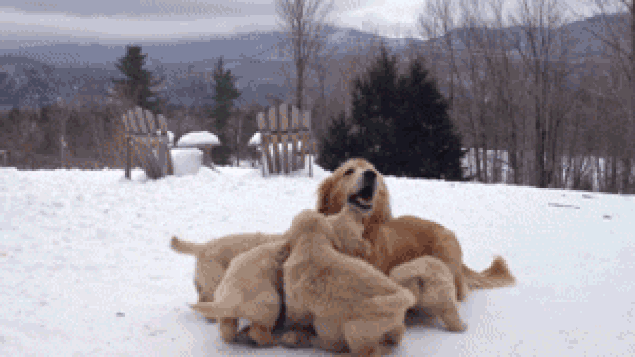 Bir cins, sadece bir cevher veya bir köpek değil, başka bir şey Bir cins, sadece bir cevher veya bir köpek değil, başka bir şey