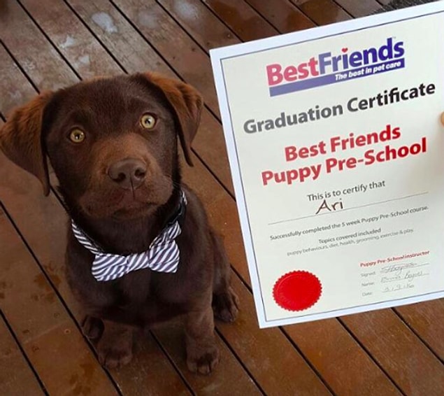 6. Yavru köpek eğitim okulu doğru yöntemler kullanıldığı sürece mantıklı.