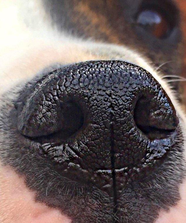 19. Köpeğinizin burnunun ıslak olması onun sağlıklı olduğu anlamına gelmiyor.