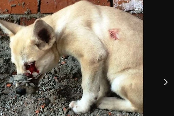 11. Вышеперечисленные события приковали к себе внимание общественности и вызвали огромный резонанс. И «дурная слава» вышла далеко за пределы Хабаровского края.