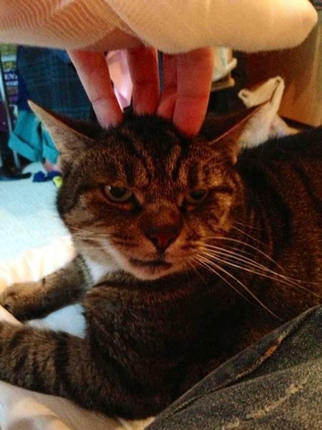 6. When you try to pet your cat and regret it...