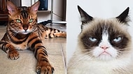Onlar da Instagram'ın Zenginleri! En Çok Takip Edilen Dünyaca Ünlü 18 Minnoş Kedi