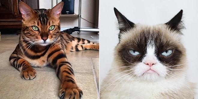 Onlar da Instagram'ın Zenginleri! En Çok Takip Edilen Dünyaca Ünlü 18 Minnoş Kedi