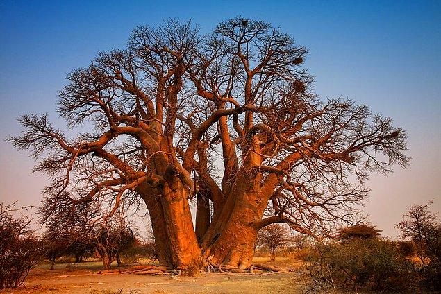5. Yedi Kız Kardeş Bir Arada - Afrika Baobab'ı (Adansonia digitata), Botsvana