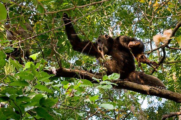 Sonraki 4 sene boyunca Gombe Ulusal Parkı şempanzeleri barış yüzü görememiştir.