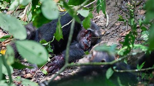 Böylece Gombe Şempanze Savaşı, insanlığın resmi olarak tanıklık ettiği ilk şempanze savaşı olarak bilim tarihindeki yerini aldı.