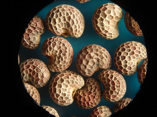5. Haş haş tohumları mikroskopun altında böyle görünür.