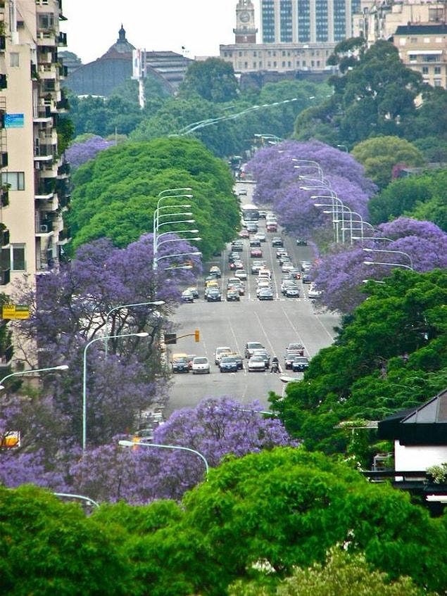 The whole city is invaded by purple!