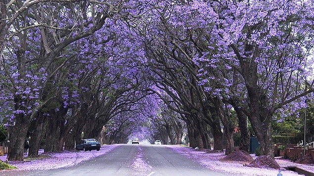 This majestic awakening of the nature might cause you feel as if you were in a fairy tale!
