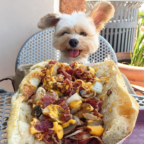 Popeye, evdeki diğer köpeklerle anında kaynaşmış.