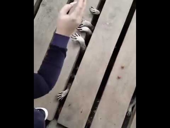 Осторожно, ненасытные еноты любят поесть! 😂