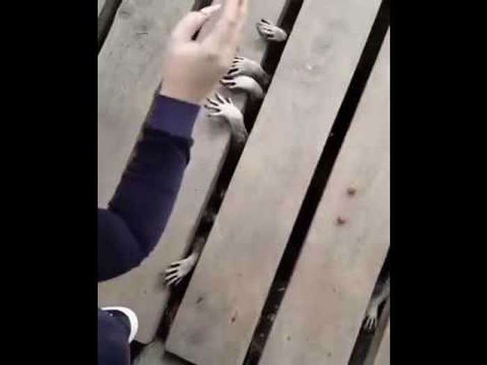 Осторожно, ненасытные еноты любят поесть! 😂