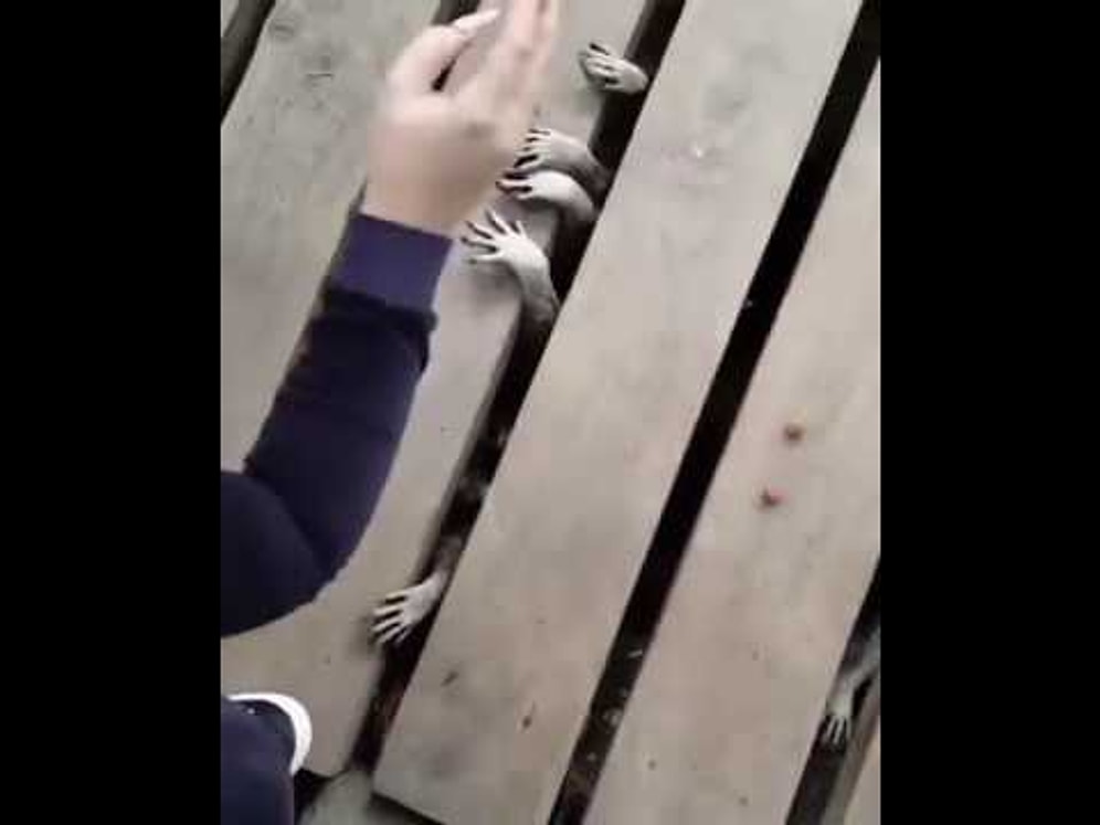 Осторожно, ненасытные еноты любят поесть! 😂