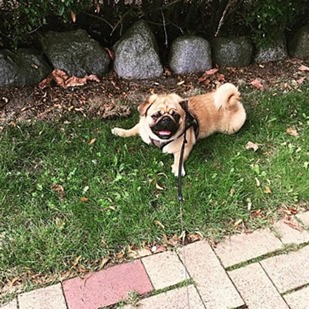 13. Puginese (Pekingese + Pug)