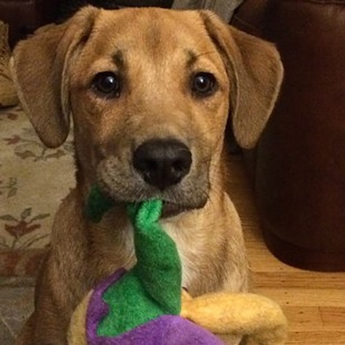 Moose