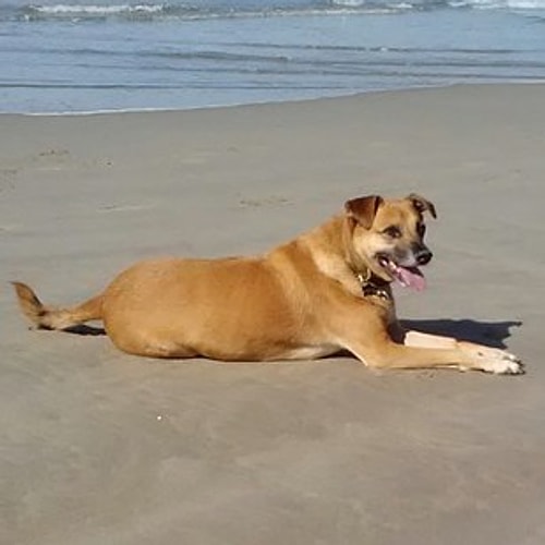 Petey