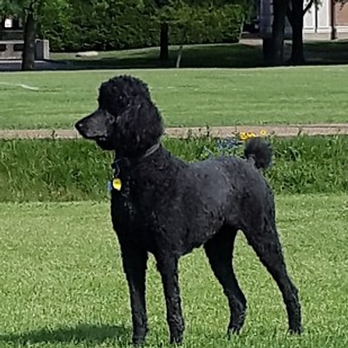 Tilly
