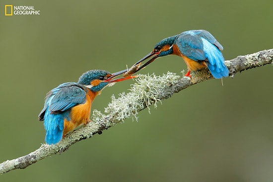 National Geographic Yılın Doğa Fotoğrafçısı Yarışması'ndan Ödül Alması Muhtemel 15 Kare