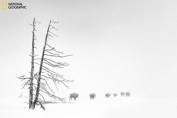 11. Ağır sis altında buffalolar, Yellowstone Ulusal Parkı, ABD.