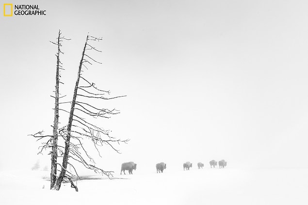 11. Ağır sis altında buffalolar, Yellowstone Ulusal Parkı, ABD.