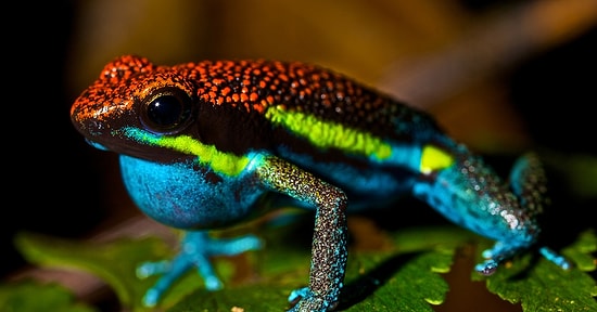 Топ-25 самых опасных животных в мире