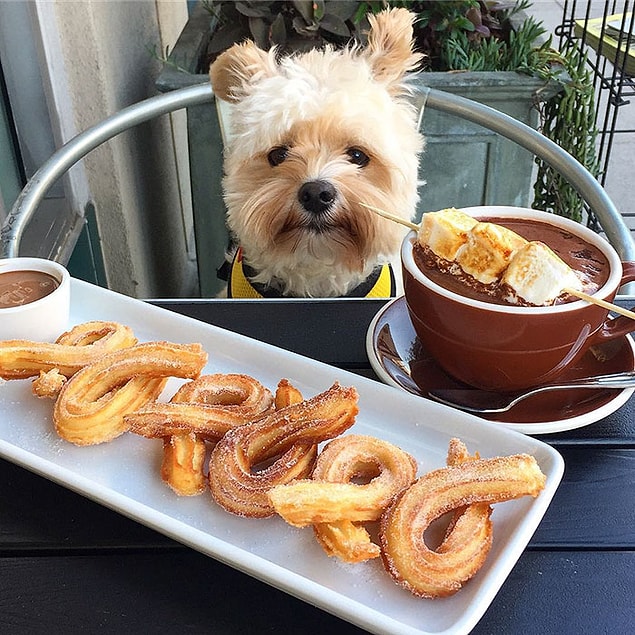 14. And of course, those pet-friendly restaurants in L.A. deserve a "well-done" too!