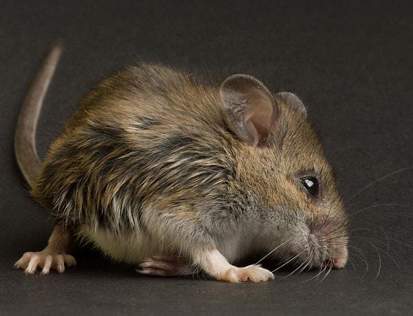 11. Dünyanın en yaşlı faresi Yoda, 4 yaşındayken ölmüş. Fare yaşamında 4 yıl, insan yaşamında 134 yıla denk geliyormuş.