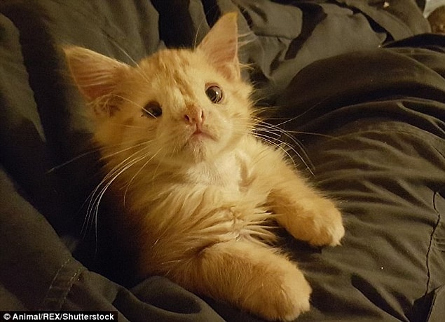 Bu şirinlik abidesi sarmanın adı Romeo. Kardeşleri yeni yuvalarını bulurken Romeo, farklı bir tipe sahip olduğu için sokağa terk edildi.