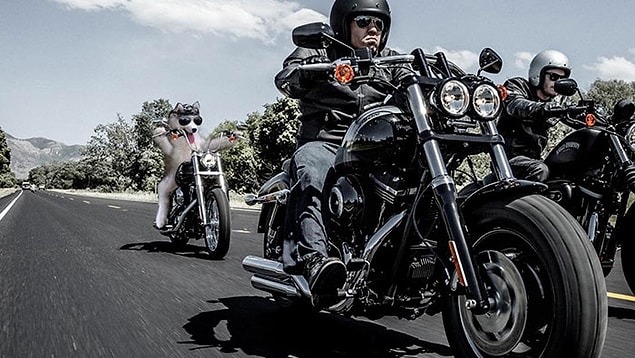 5. Husky Davidson