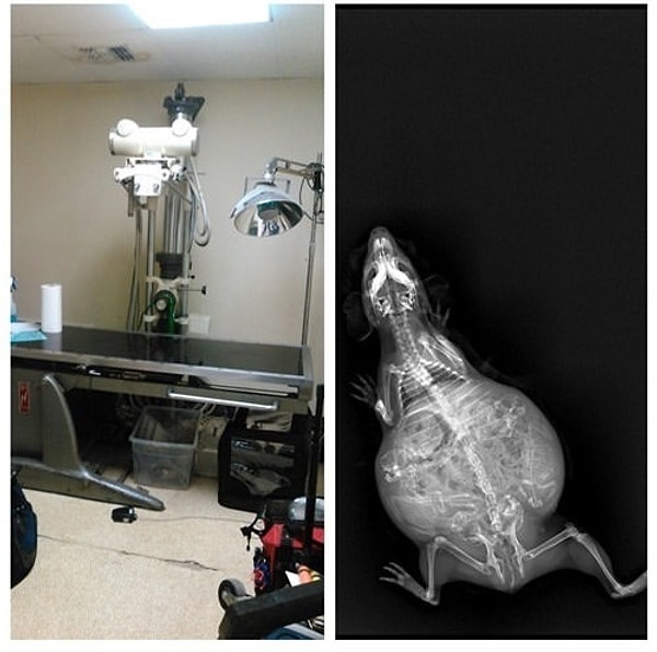 14. Снова морская свинка