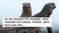 Yılanlardan Hollywood Aksiyon Yıldızı Tadında Kaçan İguana İnternette Günün Kahramanı Oldu