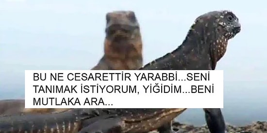 Yılanlardan Hollywood Aksiyon Yıldızı Tadında Kaçan İguana İnternette Günün Kahramanı Oldu