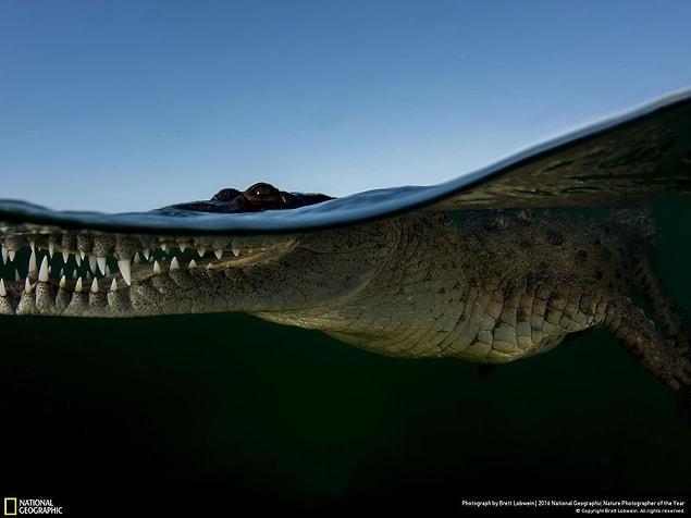 12. Crocodile Waterline