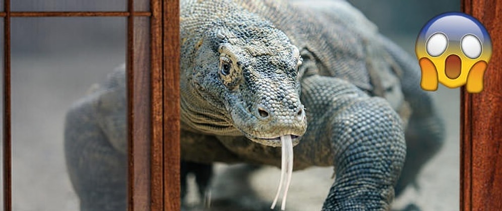 Planet Earth Kameramanının Otel Odasına İzinsiz Giriş Yapan Komodo Ejderi