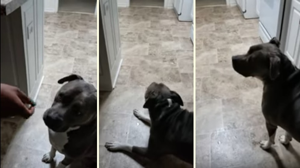 Hayatında İlk Defa Ekşi Yiyecek ile Tanışan Köpeğin Efsane Tepkisi