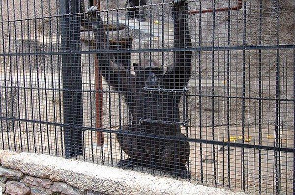 Cecilia, Arjantin’deki bir hayvanat bahçesine kapatılmış bir şempanze. Uzun yıllardır beton kafesinde tek başına yaşıyor...