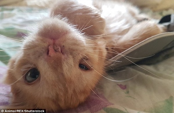 Лаура Лласер, работающая в приюте Santuario Compasion в Испании, не позволила котенку погибнуть на улице.