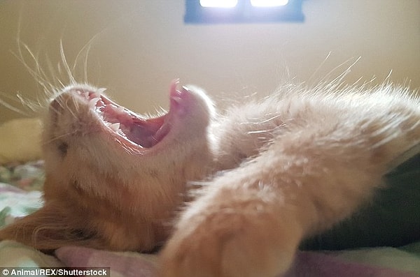 Ромео отлично проводит там время и делает все возможное, чтобы привлечь внимание посетителей приюта.