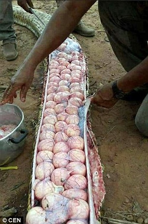 Yılanın herhangi bir hayvanı yutmasından değil de, hamile olmasından dolayı şiştiğini öğrendiler! 🐍