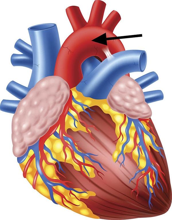 9. Odacıklı modacıklı tatlış bir organ var sırada; kalpteyiz. Peki okla gösterilen kırmızı şeyin adı nedir?