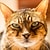 profesyonel-kedi