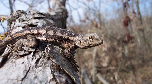 4. «Изменения затрагивают все: от изменения индивидуального набора генов, значительных сдвигов в физиологии и физических характеристиках, таких как изменение размеров тела, различных видов до миграции многих видов животных в другие ареалы».