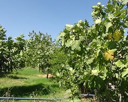 İncir Ağacı